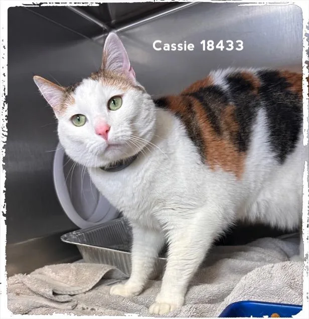 Cassie thumbnail 6