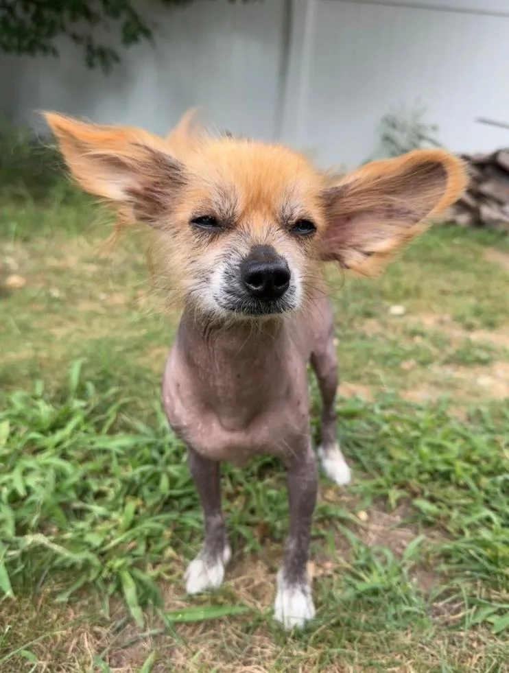 An adult small-sized male Red / Chestnut / Orange Chinese Crested Dog dog named Chang for adoption in Gilford, NH