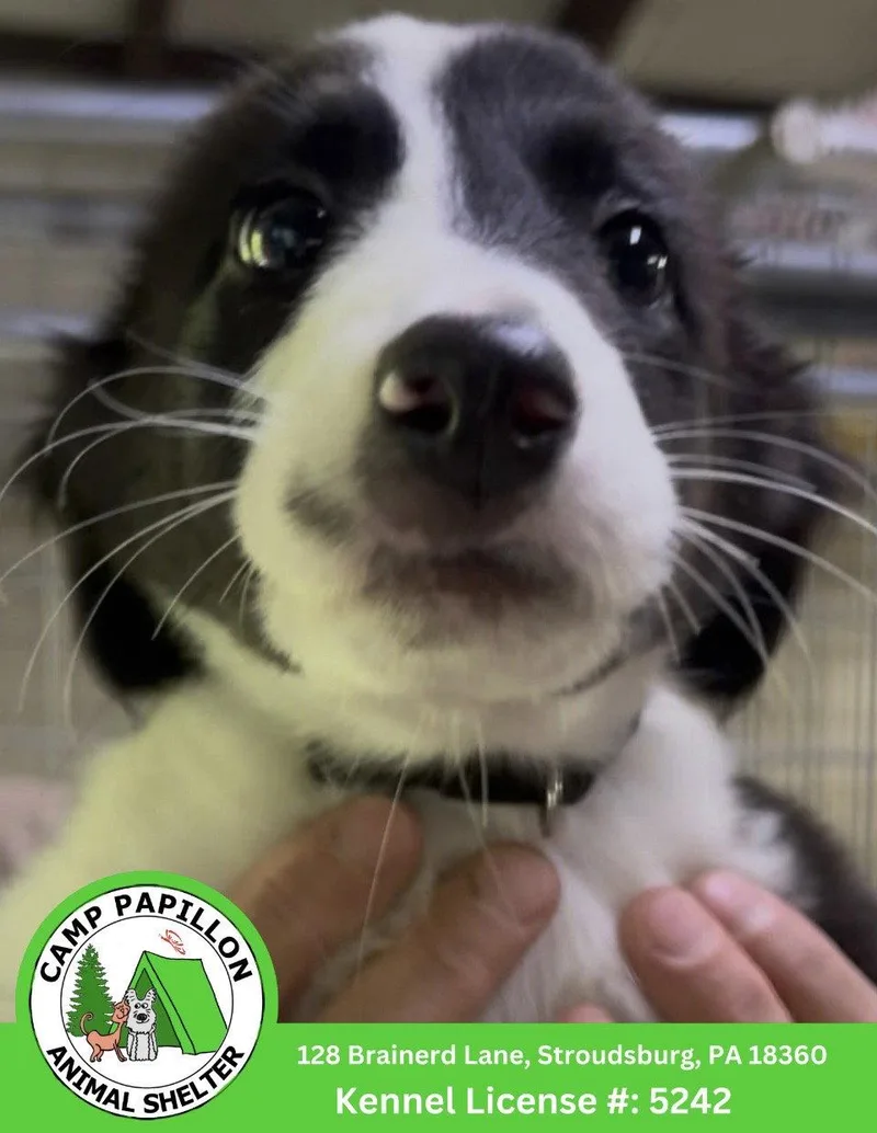 A baby medium-sized female Border Collie dog named Lisa for adoption in Stroudsburg, PA