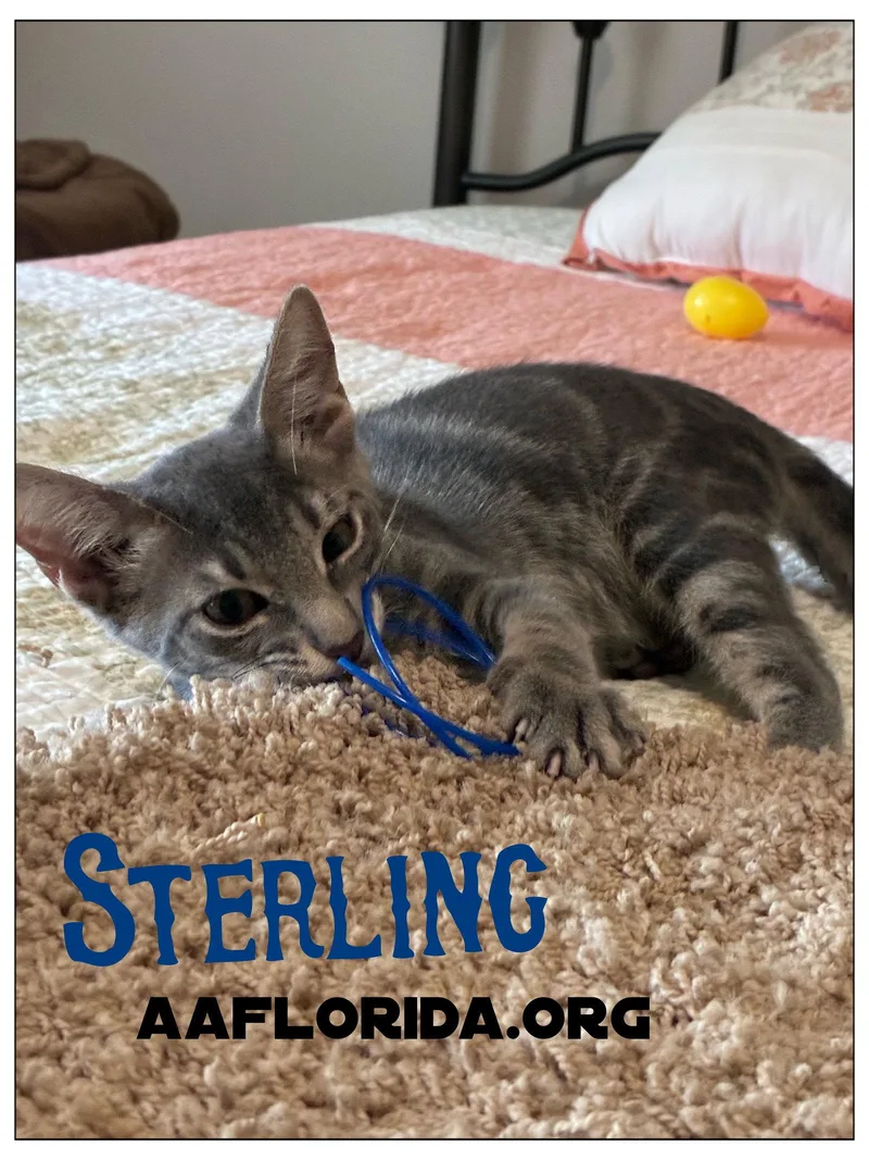 Sterling thumbnail 2