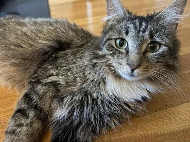 A young medium-sized female Domestic Long Hair cat named Mama Delight for adoption in Boston, MA
