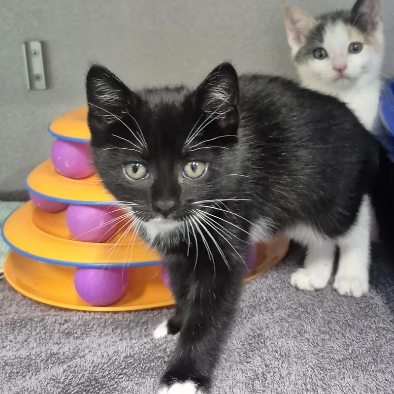 A baby small-sized female Domestic Short Hair cat named Tino for adoption in Newark, NJ