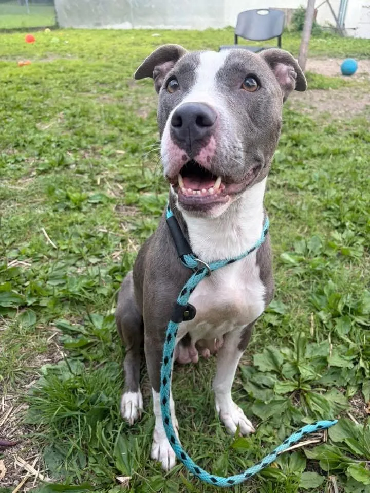 A young medium-sized female Gray / Blue / Silver Pit Bull Terrier dog named Danica for adoption in Chicago, IL
