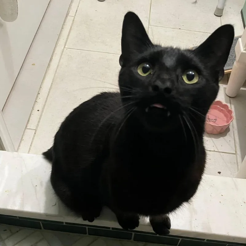 An adult medium-sized male Black Domestic Short Hair cat named Bagheera for adoption in Quakertown, PA