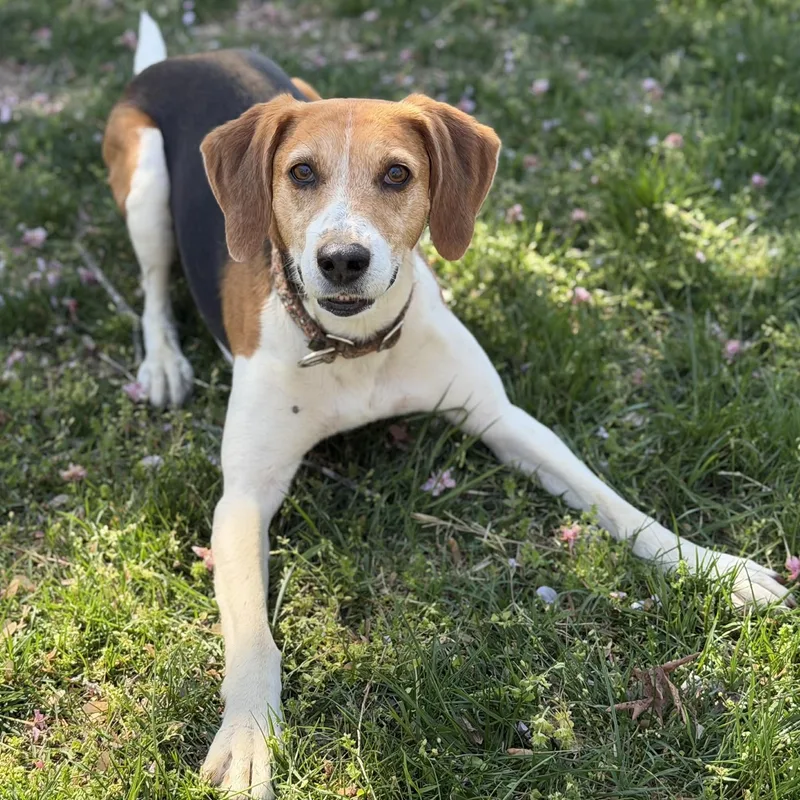 An adult medium-sized female Tricolor (Brown, Black, & White) Hound dog named Stella for adoption in Fredericksburg, VA