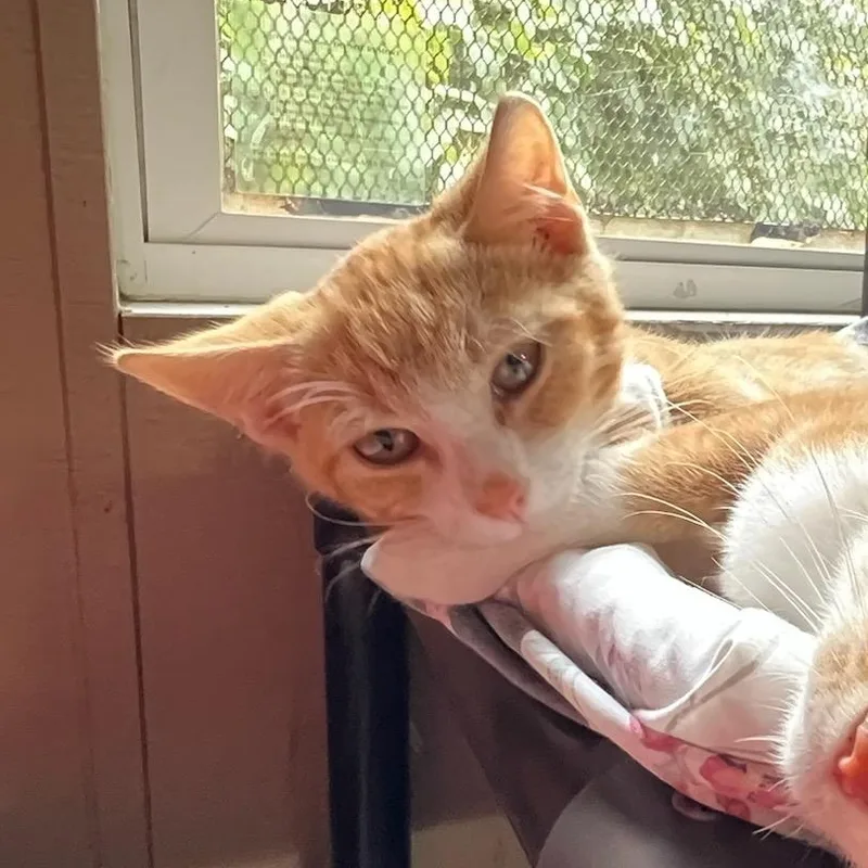 A young medium-sized male Domestic Short Hair cat named Rudy for adoption in Saint Marys, WV