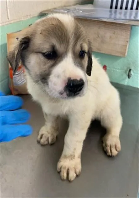 A baby small-sized female Anatolian Shepherd dog named Sierra for adoption in Sacramento, CA