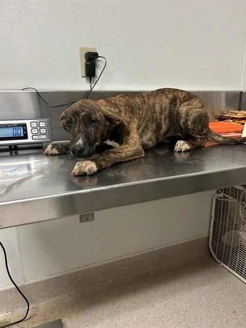 A baby small-sized female Pit Bull Terrier dog named Mellow for adoption in Bakersfield, CA