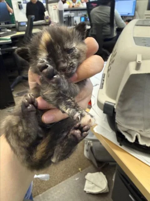 A baby small-sized female Domestic Short Hair cat named Nami for adoption in Woodland, CA