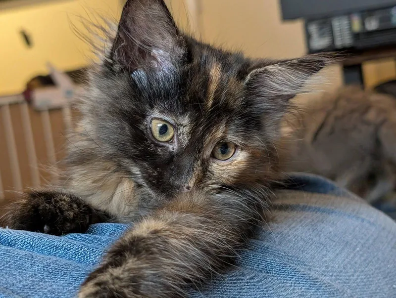 Four Roses thumbnail 3