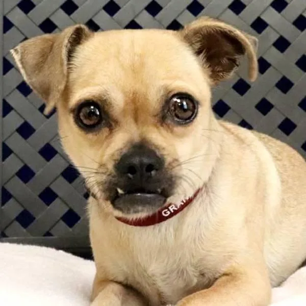 An adult small-sized female Chihuahua dog named Jalapena for adoption in Fort Davis, TX