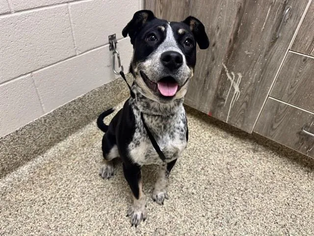 A young medium-sized male Pit Bull Terrier dog named Train Conductor for adoption in Colorado Springs, CO