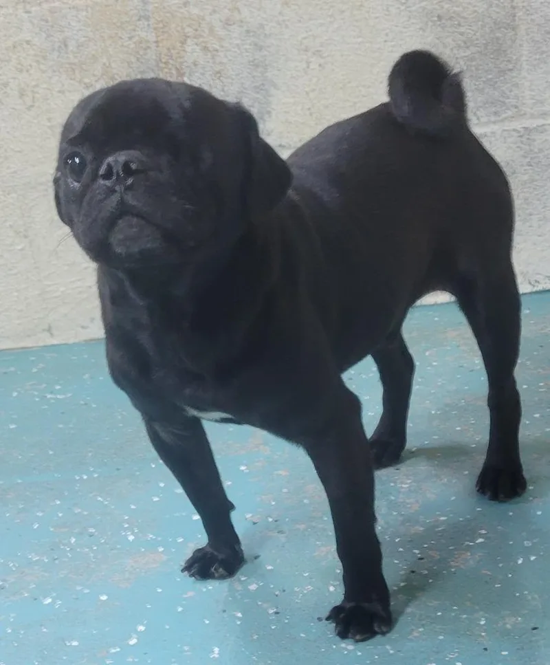 A young medium-sized male Pug dog named Uno for adoption in Seven Points, TX