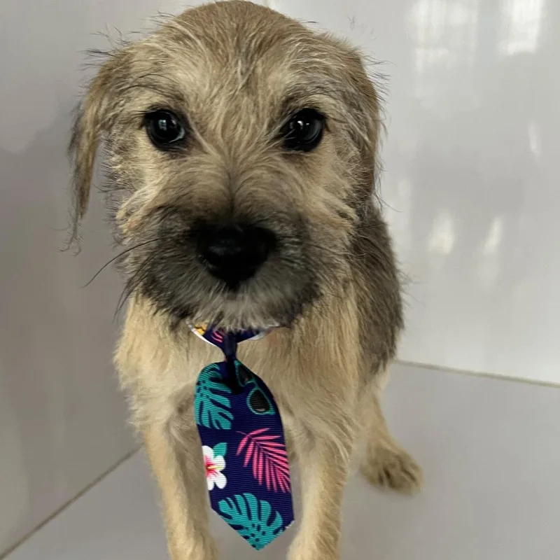 A baby small-sized male Brown / Chocolate Yorkshire Terrier dog named Spencer for adoption in West Islip, NY