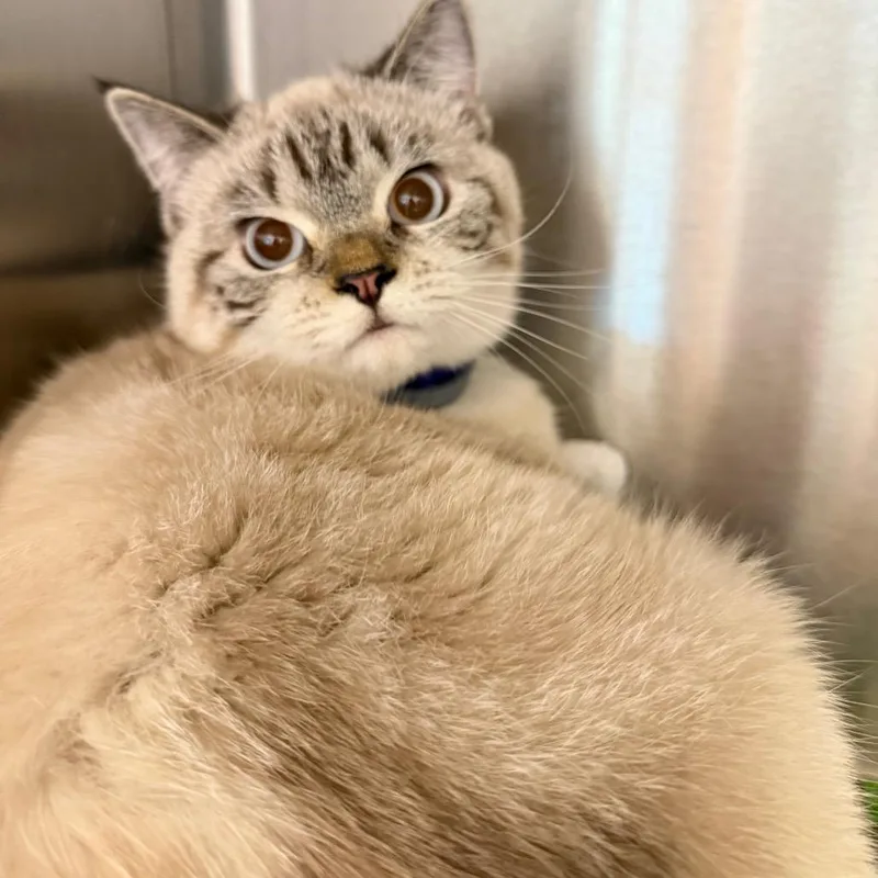 A young medium-sized female Brown / Chocolate Siamese cat named Runty for adoption in Englewood, FL