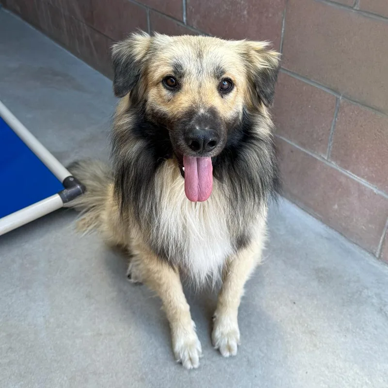 An adult medium-sized male Yellow / Tan / Blond / Fawn German Shepherd Dog dog named Wooly for adoption in Santa Barbara, CA