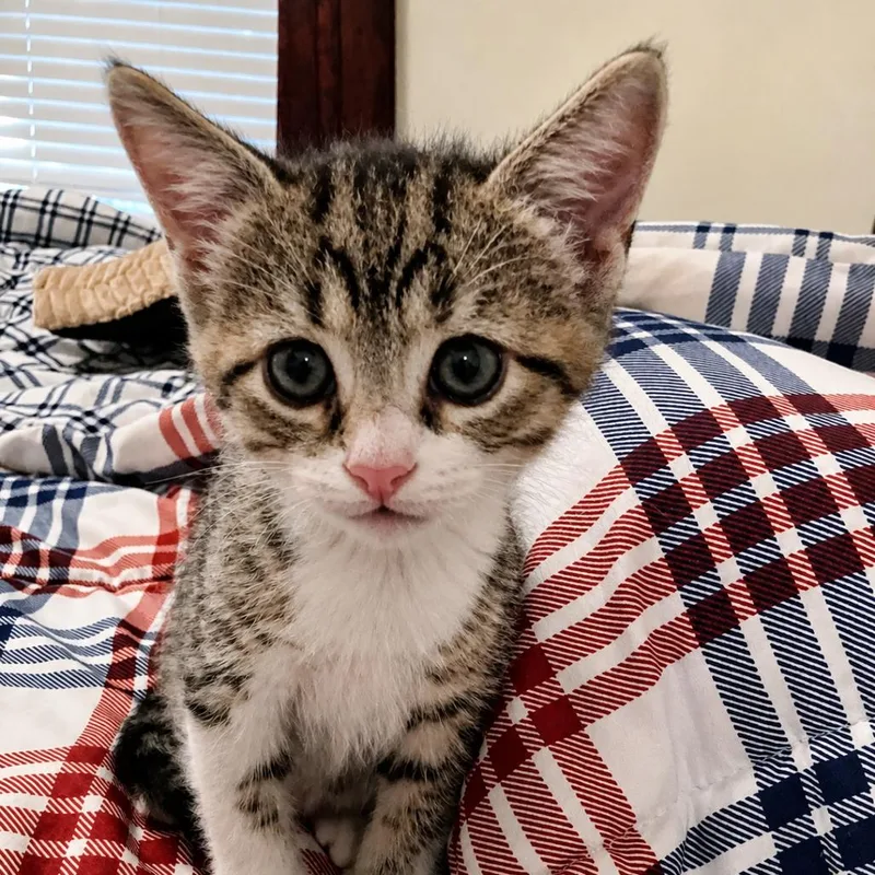 A baby small-sized male Brown / Chocolate Domestic Short Hair cat named Leo Samuel for adoption in Houston, TX