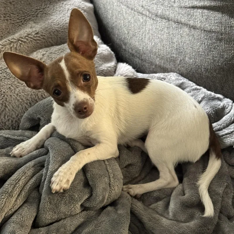A baby small-sized female White / Cream Chihuahua dog named Ruby for adoption in Spokane, WA