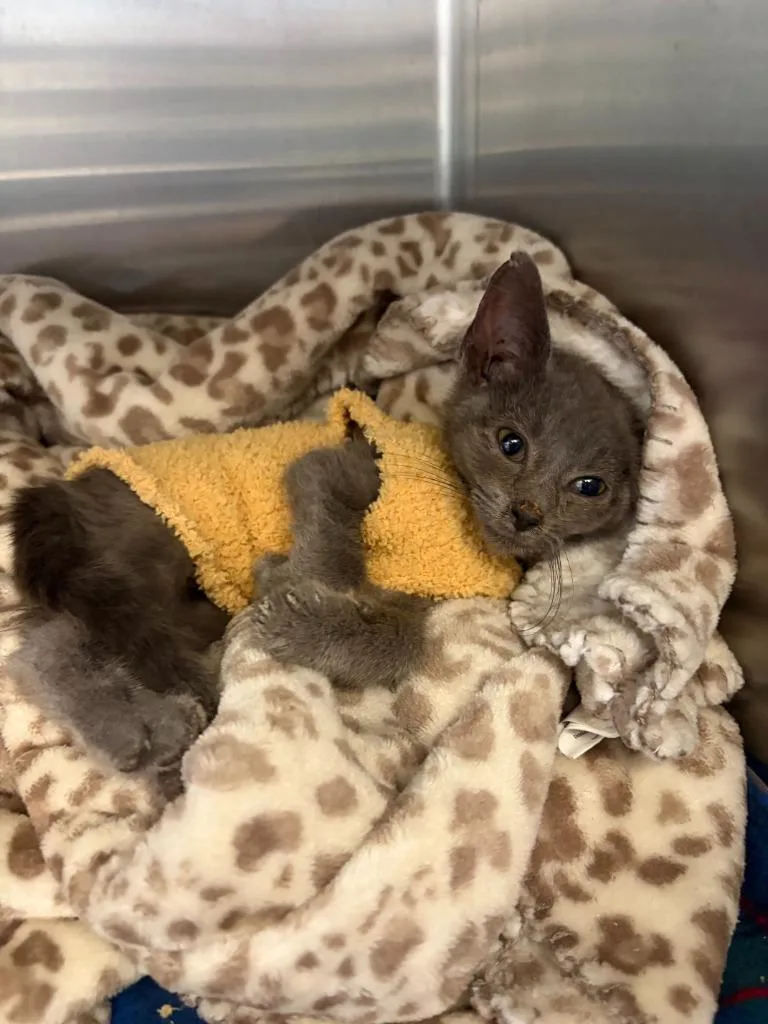 A baby medium-sized male Domestic Short Hair cat named Ajax for adoption in Portland, IN