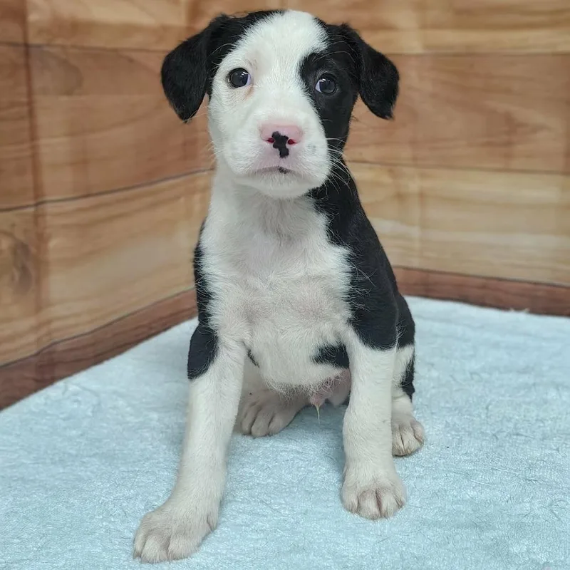 A baby medium-sized male Black Standard Poodle dog named Saint for adoption in Griswold, CT
