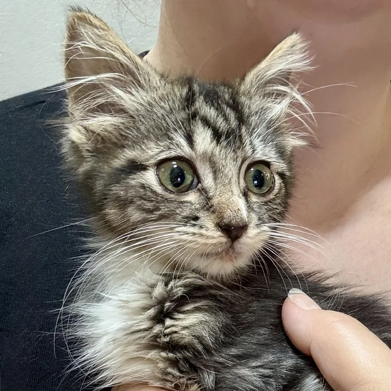 Minerva A Tiny