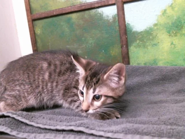 A baby small-sized male Domestic Short Hair cat named Totoro for adoption in Houston, TX