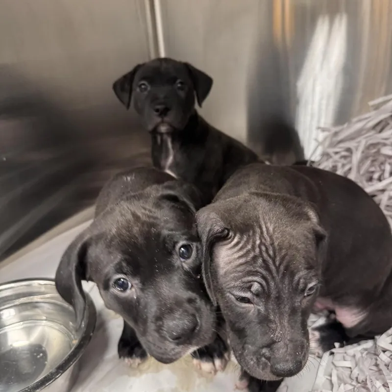 A baby small-sized male Brindle Black Labrador Retriever dog named Tuscany for adoption in Clearwater, FL