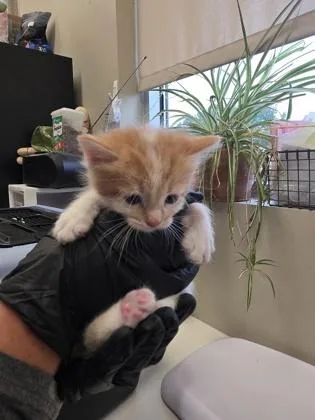 A baby small-sized male Domestic Long Hair cat named Durango for adoption in Fishers, IN