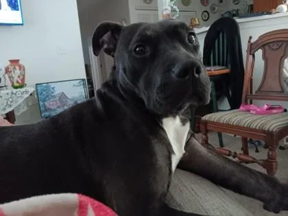 An adult large-sized female Black Pit Bull Terrier dog named Elowen for adoption in Kansas City, MO
