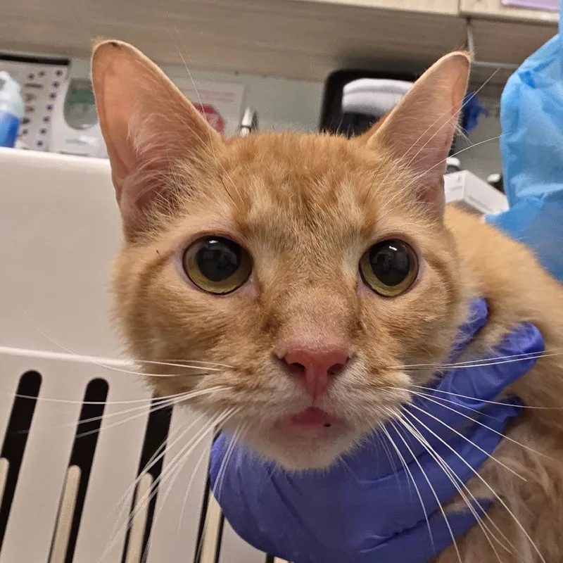 An adult medium-sized male Orange / Red Domestic Short Hair cat named Barbecue for adoption in Chattanooga, TN