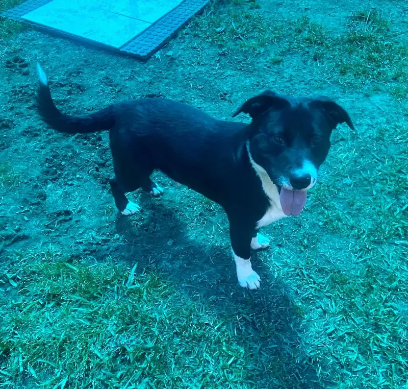 An adult medium-sized male Labrador Retriever dog named LeRoy for adoption in Bryant, AR