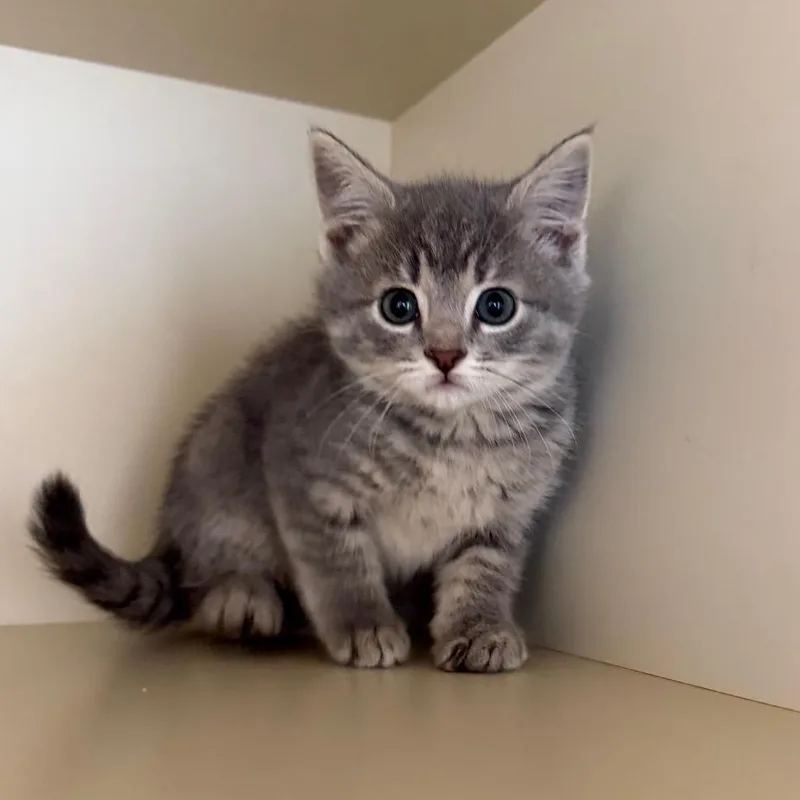 A baby small-sized male Gray / Blue / Silver Domestic Short Hair cat named Shark Boy for adoption in Cody, WY