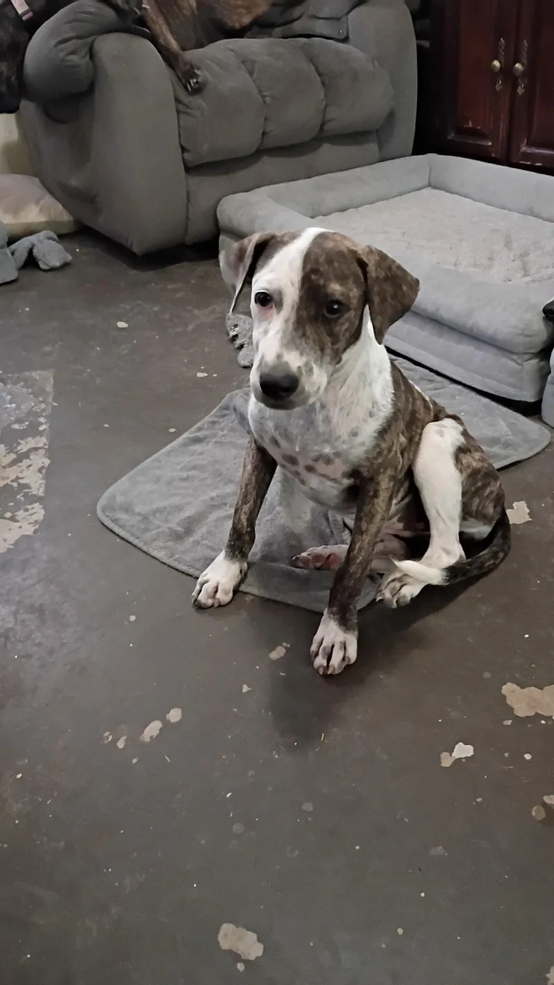A baby medium-sized female Tricolor (Brown, Black, & White) Mountain Cur dog named Lulu for adoption in MISSION, TX
