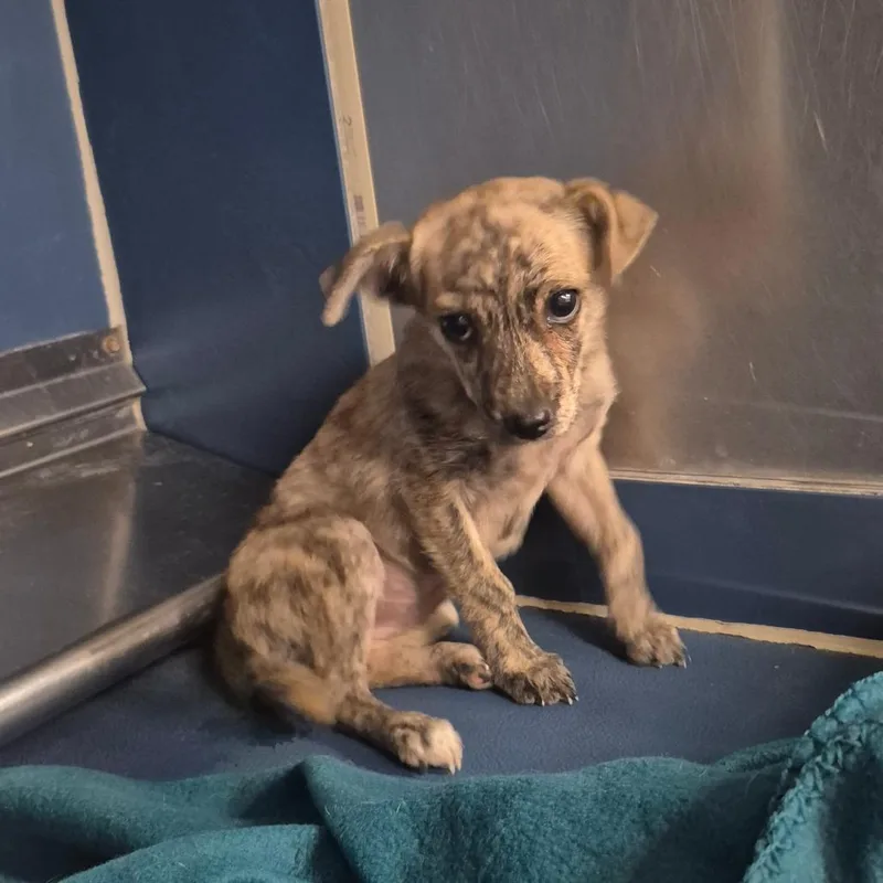 A young small-sized female Gray / Blue / Silver Chihuahua dog named Brenda for adoption in Yuma, AZ