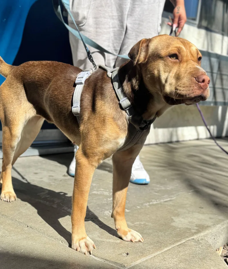 Daisy Dukes thumbnail 2