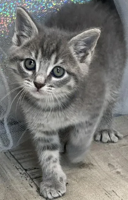 An adult small-sized female Domestic Short Hair cat named Muffy for adoption in Shreveport, LA