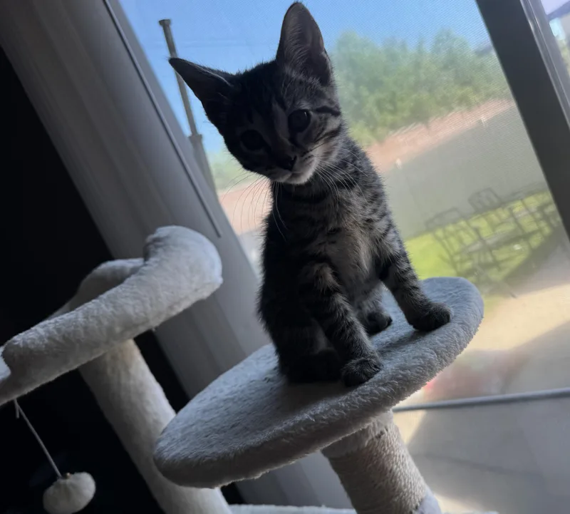 A baby medium-sized female Tabby (Brown / Chocolate) Tabby cat named Wren for adoption in Wyandotte, MI