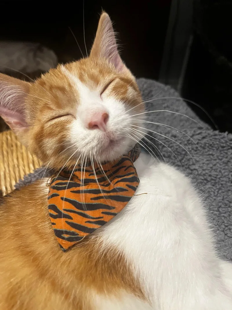 A baby medium-sized male Orange & White Tabby cat named Timmy for adoption in Woodbridge, VA