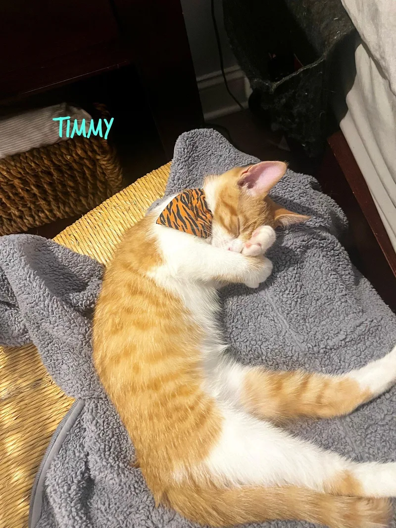 Timmy thumbnail 2