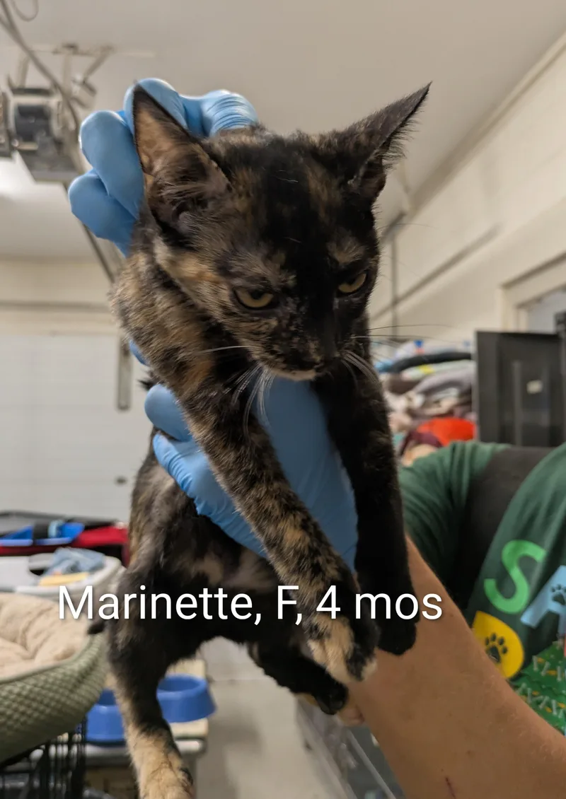 A young small-sized female Tortoiseshell Domestic Short Hair cat named Marinette for adoption in Bedford, VA