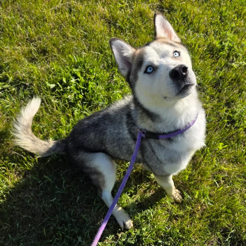 An adult medium-sized male Husky dog named Chad for adoption in Bristol, IN