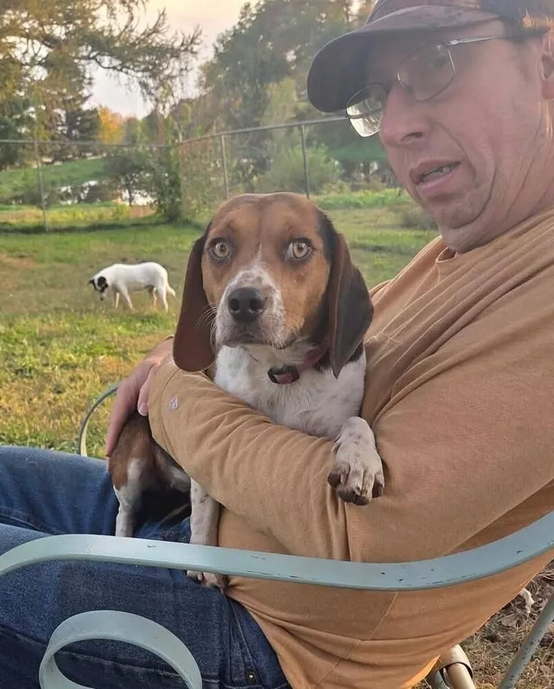 An adult small-sized female Beagle dog named Wendy for adoption in Peoria, IL