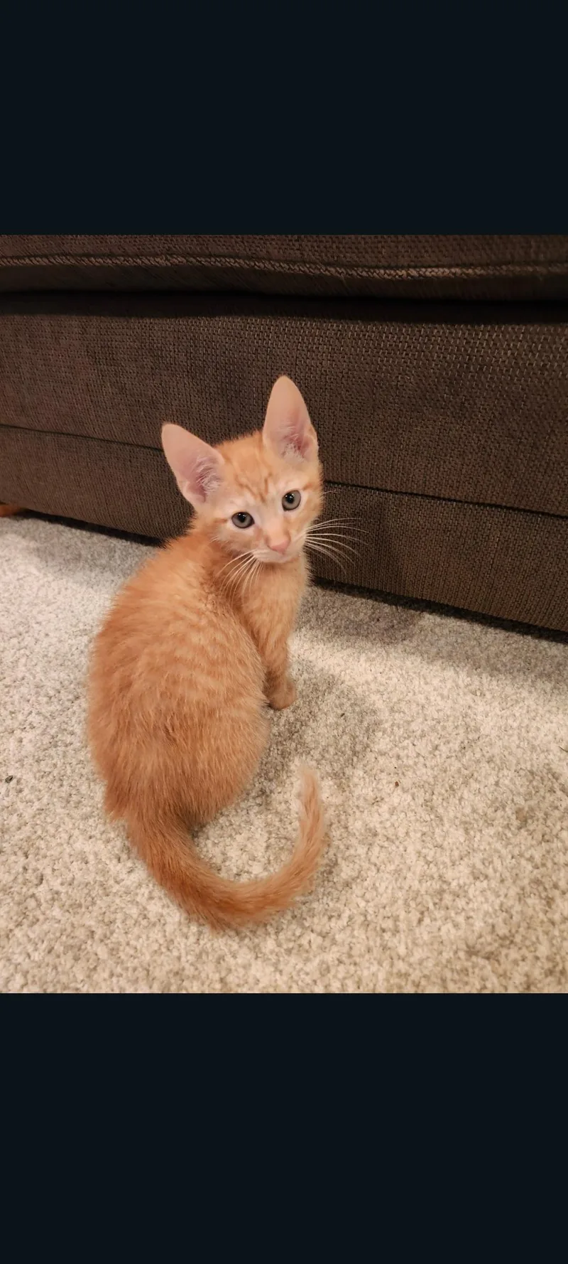 A baby medium-sized female Orange & White Domestic Short Hair cat named Frito for adoption in Lewis Center, OH