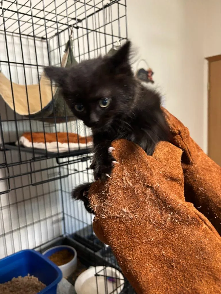 A baby medium-sized female Domestic Short Hair cat named Plum for adoption in Thompson Falls, MT