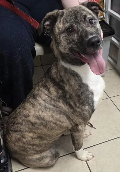 An adult medium-sized female Labrador Retriever dog named Zoey Grace for adoption in Parma, OH