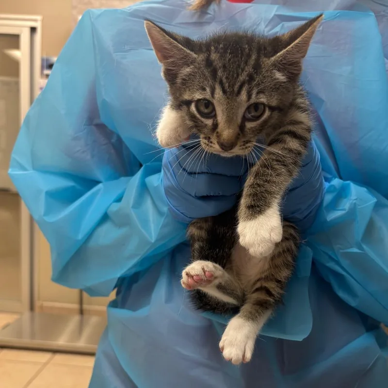 A baby small-sized male Gray / Blue / Silver Domestic Short Hair cat named Chimmy for adoption in Birmingham, AL