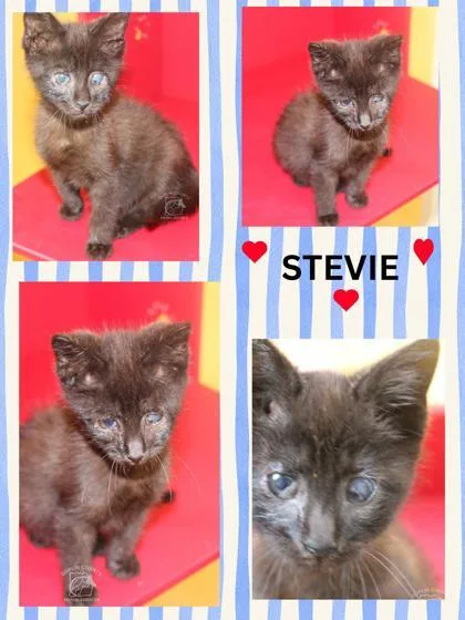 A baby small-sized male Domestic Short Hair cat named Stevie for adoption in Kenansville, NC