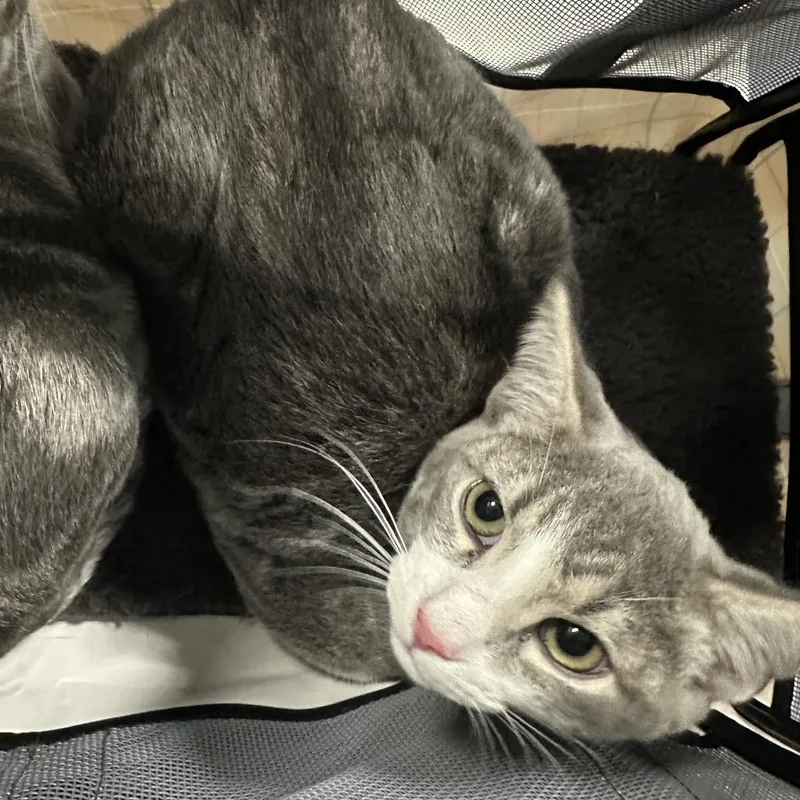 A baby medium-sized male Gray / Blue / Silver Domestic Short Hair cat named Hello for adoption in Greensboro, NC