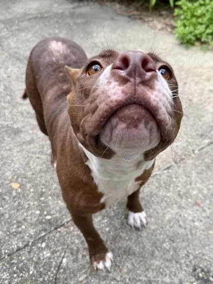 An adult large-sized female Pit Bull Terrier dog named Cannoli for adoption in New Orleans, LA