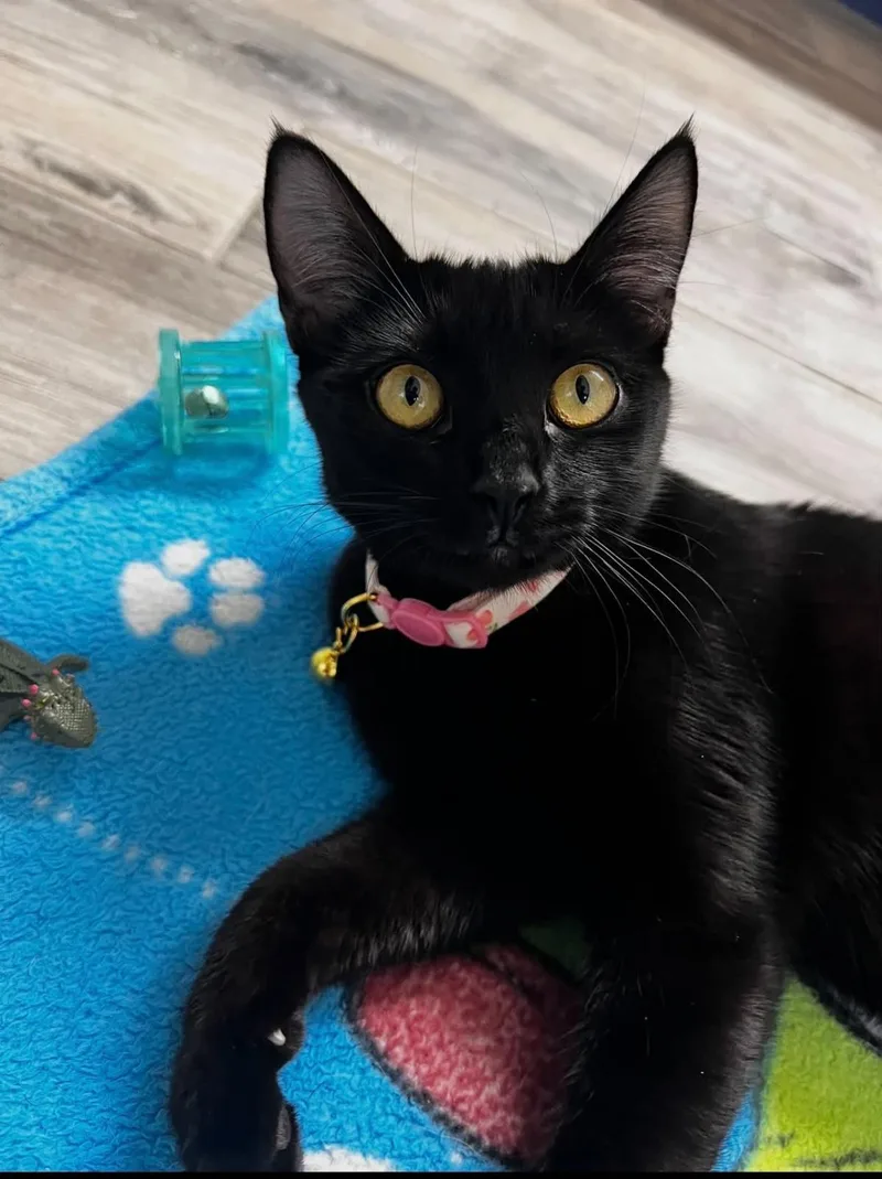 A baby small-sized female Black Domestic Short Hair cat named Polly Pocket for adoption in Chandler, AZ